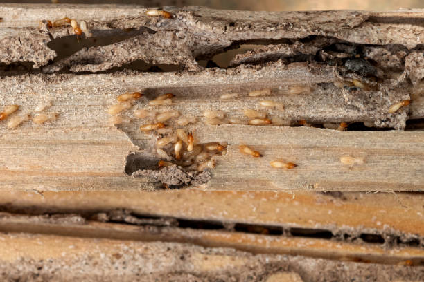 Trusted Harbor Hills, OH Pest Control Experts