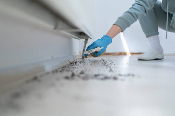 Wasp Removal Services in Harbor Hills, OH